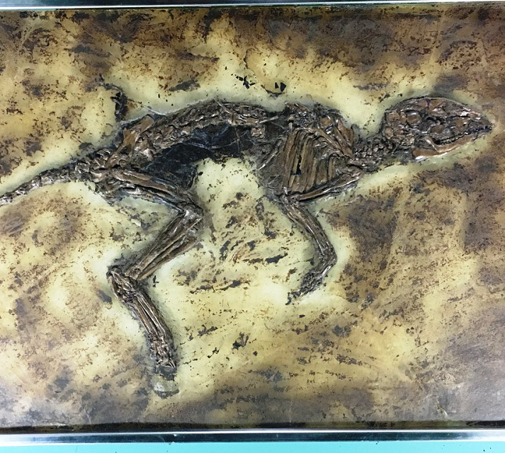 fossil raptor